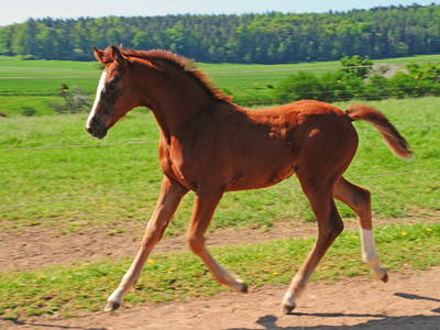 Bild 19 aus  Landhotel-Ferienhof Schneider