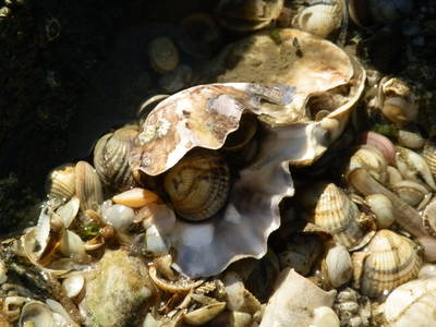 Wir wollen von DIR gesammelt werden!