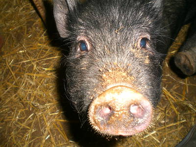 Bild 11 aus  Katrin's Ferienhof