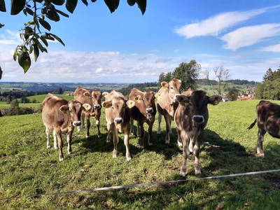 Bild 26 aus  Ferienwohnung Pickenhan