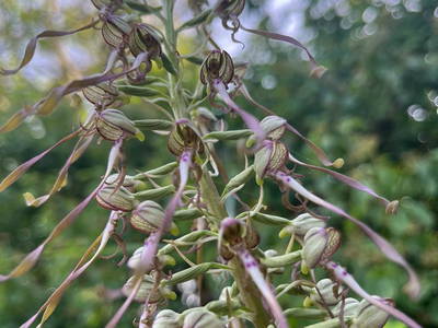 Bild 173 aus  Le Colombié - Ferienhäuser an der Dordogne mieten