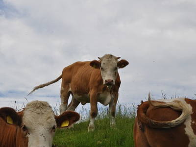 Bild 21 aus  Koglhof