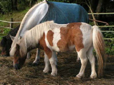 Bild 10 aus  Ferienhof Störwiese