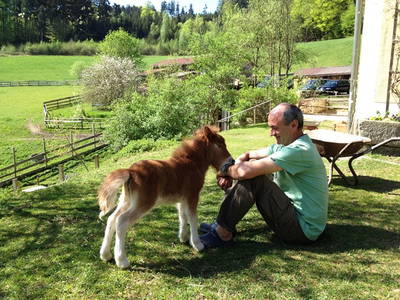 Unser Ponyfohlen Fee