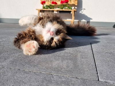 Bild 10 aus  Oberbacherhof