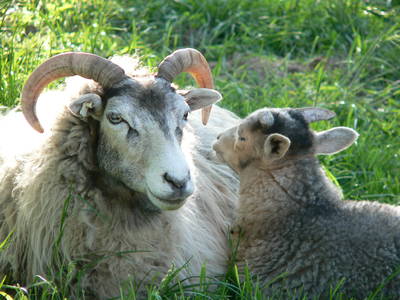 Bild 25 aus  Grenzer Ökohof
