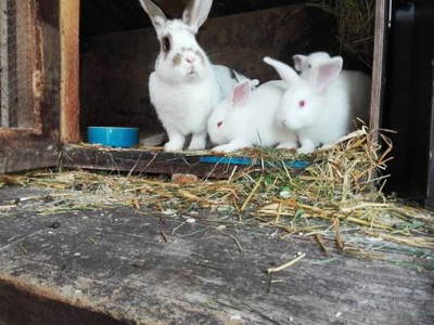 Bild 41 aus  Schweizermichelhof