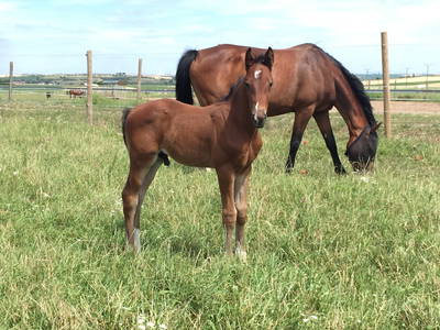 Bild 13 aus  Lautersheimer Gutshof