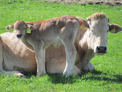 Bild 27 aus  Ferienhof Severin