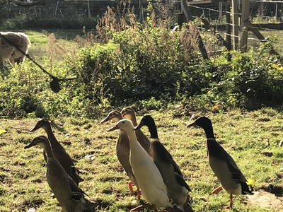 Bild 25 aus  Luminohof