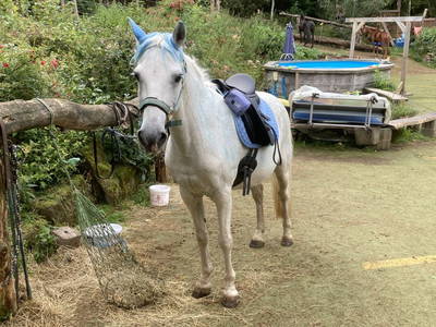 Bild 14 aus  Arabian Harmony