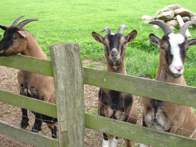Ziegen Rosi, Rudi und Melitta