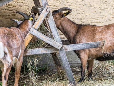 Bild 24 aus  Meuerhof - Familiär. Natürlich. Gut.