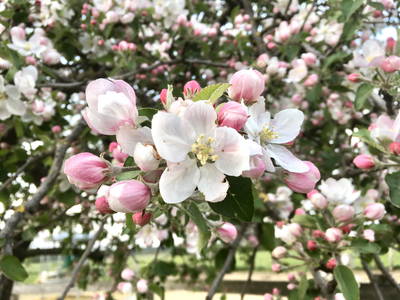 Bild 25 aus  SchleinersHof