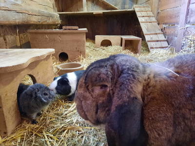 Bild 23 aus  Simmernhof - Familienurlaub auf dem Bauernhof