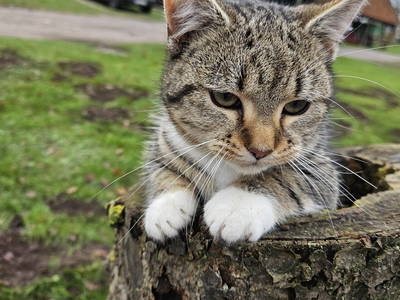 Bild 24 aus  Ferienhof Schlünzen