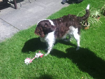 Bild 15 aus  Ferienhof Hohenhenne