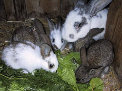 Bild 33 aus  Bio-Obstgut Oberhof