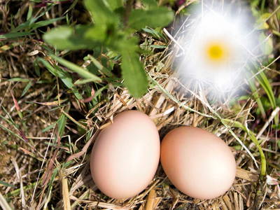 Bild 28 aus  Sotterhof