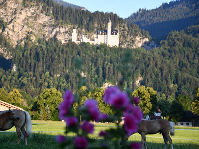 Bild 45 aus  Augustinerhof