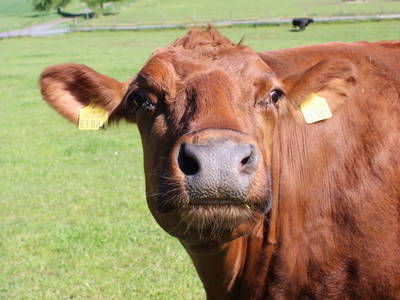 Bild 24 aus  Bauernhofurlaub auf Larbigs Art