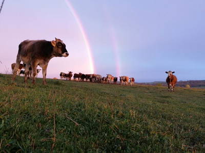 Bild 46 aus  Bauernhofpension Bals