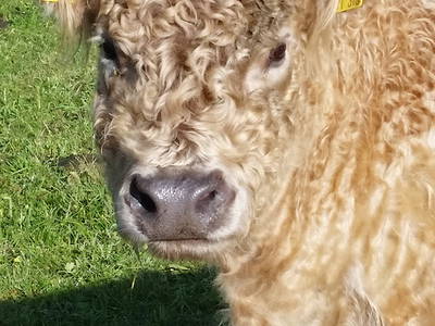 Bild 6 aus  Farnbauernhof