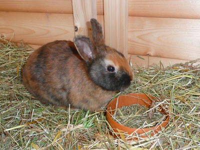 Bild 9 aus  Rhöner Haflingerhof