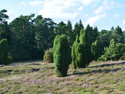 Unsere eigene Heidefläche
