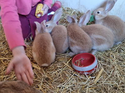 Bild 22 aus  Hof  Wesselmann