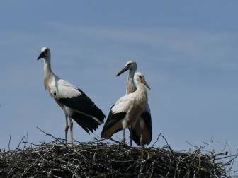 Bild 66 aus  FerienGut Dalwitz     www.feriengutdalwitz.de