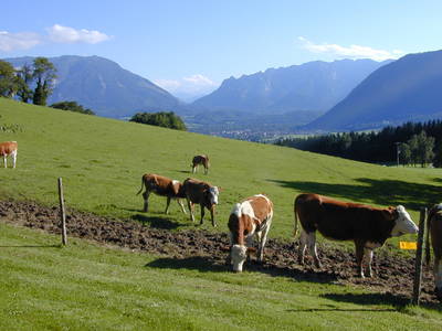 Unsere Rinder auf der Weide.