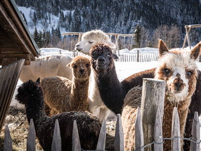 Bild 24 aus  LandSelection Proneben Gut