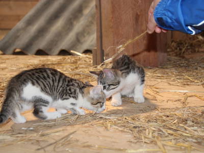 Bild 17 aus  Schellen Hof