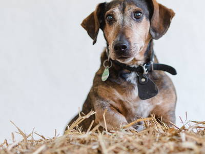 Bild 23 aus  Landhaus Schulte-Göbel