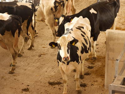 Bild 14 aus  Bauernhof Wehrhoff