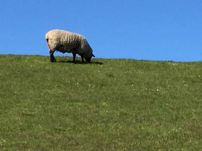 Bild 26 aus  Hof Meyenburg