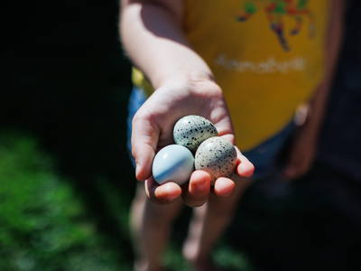 Bild 18 aus  Ferienhof Waldblick