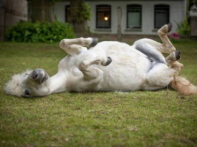 Bild 47 aus  LINDENHOF- BAUERNHOFURLAUB / OSTSEENÄHE