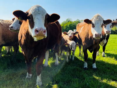 Bild 10 aus  Lindenhof