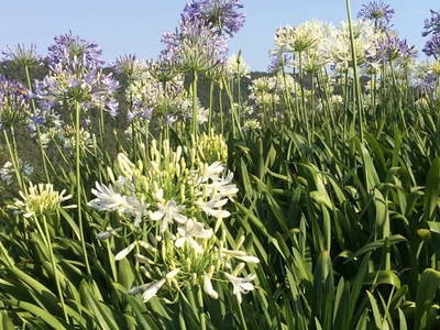 Bild 13 aus  Villa CP