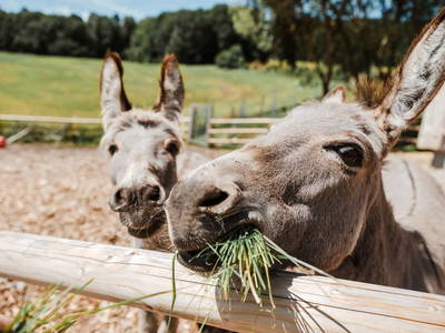 Bild 11 aus  Erlebnisbauernhof Englmeier