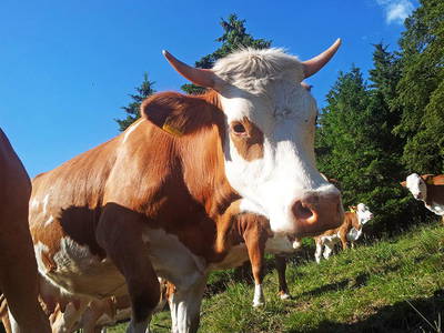 Bild 10 aus  Willkommen bei Familie Gutmann  auf dem Itzenwaldhof