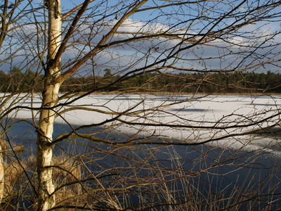 Grundloses Moor im Winter (Walsrode)