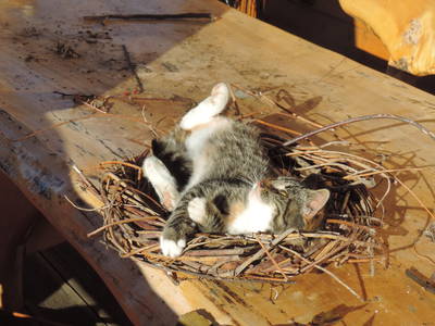 Bild 39 aus  Auf'm Reifnhof: Ihr Kreativhof am Simssee im Chiemgau