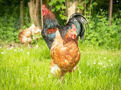 Bild 52 aus  LINDENHOF- BAUERNHOFURLAUB / OSTSEENÄHE