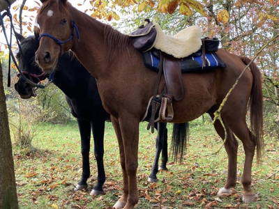 Bild 10 aus  Arabian Harmony