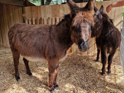 Bild 8 aus  Langenhof im Schwarzwald bei Oppenau