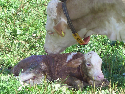 Bild 9 aus  Ferienhof Greis