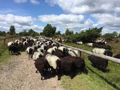 Heidschnucken Nähe Wilseder Berg